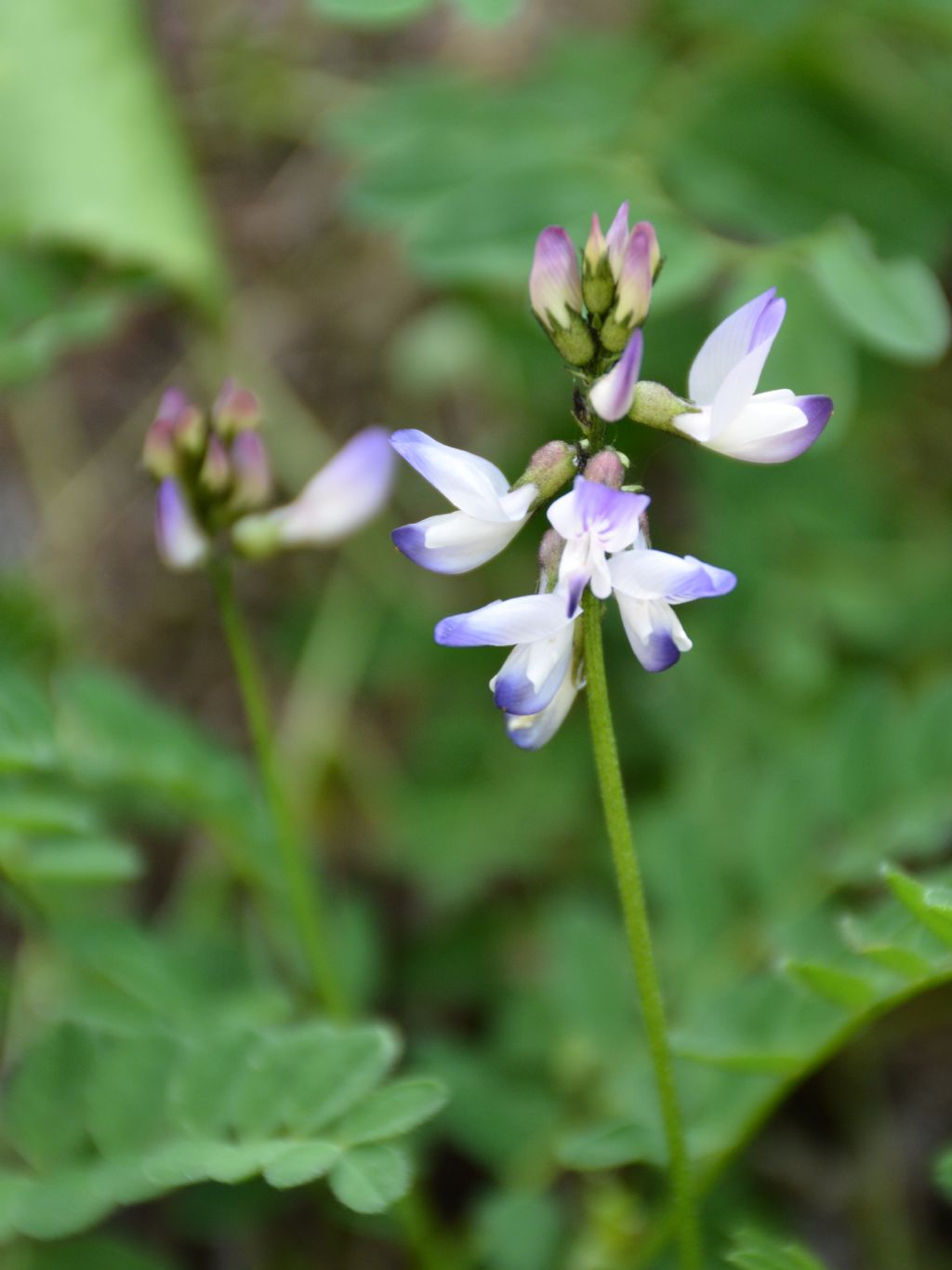 Astragalus alpinus / Astragalo alpino